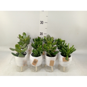 Arr.   Kamerplant Groen L%