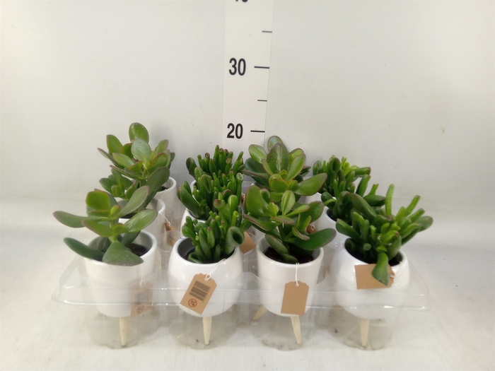 <h4>Arr.   Kamerplant Groen L%</h4>