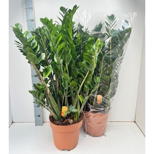 ZAMIO ZAMIIFOLIA