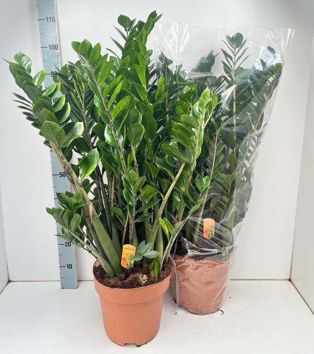 <h4>ZAMIO ZAMIIFOLIA</h4>