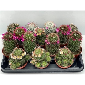 104 Bloeiende cactus 8,5 cm
