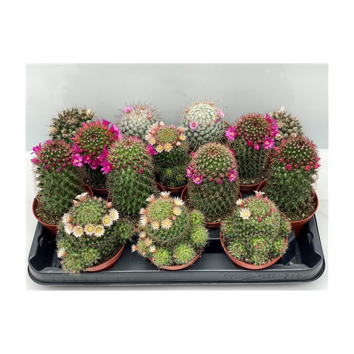 <h4>104 Bloeiende cactus 8,5 cm</h4>