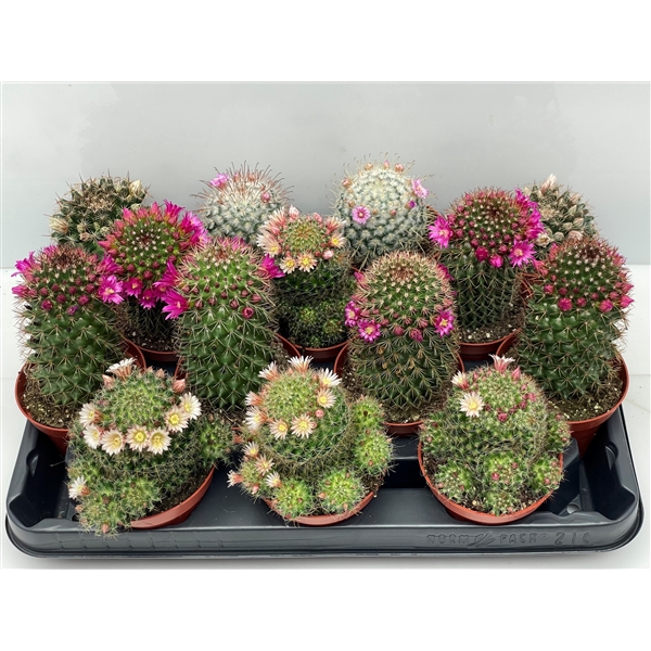 <h4>104 Bloeiende cactus 8,5 cm</h4>