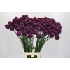 Allium Sphaerocephalon