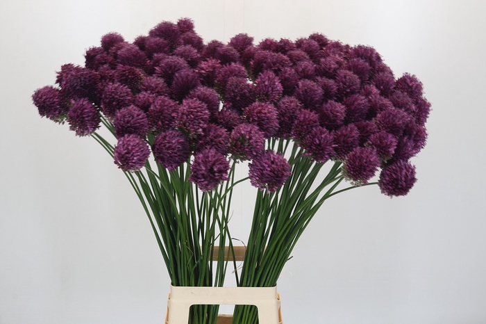 <h4>Allium Sphaerocephalon</h4>