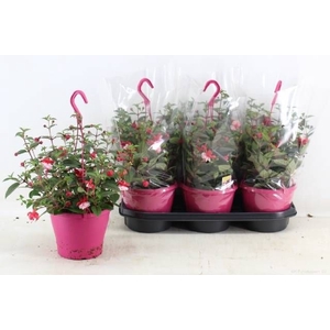FUCHSIA OV