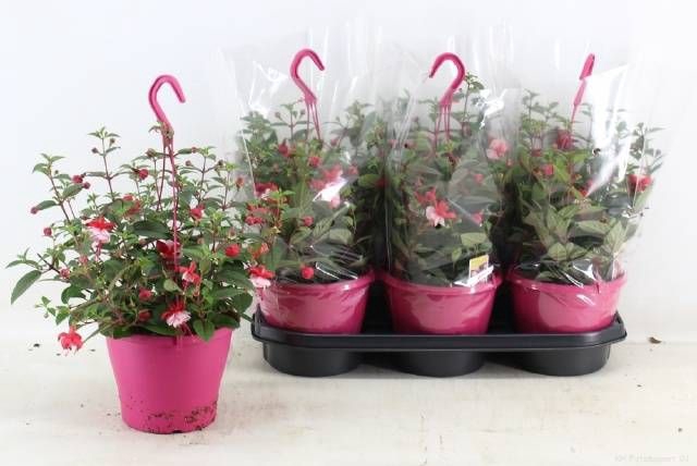 <h4>FUCHSIA OV</h4>