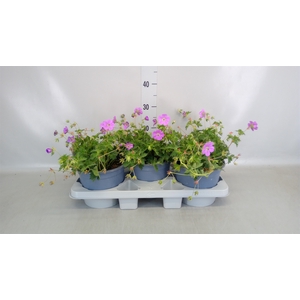 Geranium  'Rozanne'