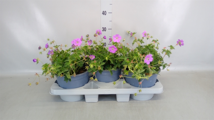 <h4>Geranium  'Rozanne'</h4>