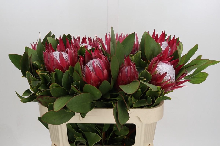 <h4>Protea Cynaroides Madiba</h4>