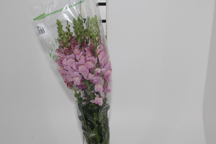 BOCA DE L. POT. D. LAVANDER 080 CM