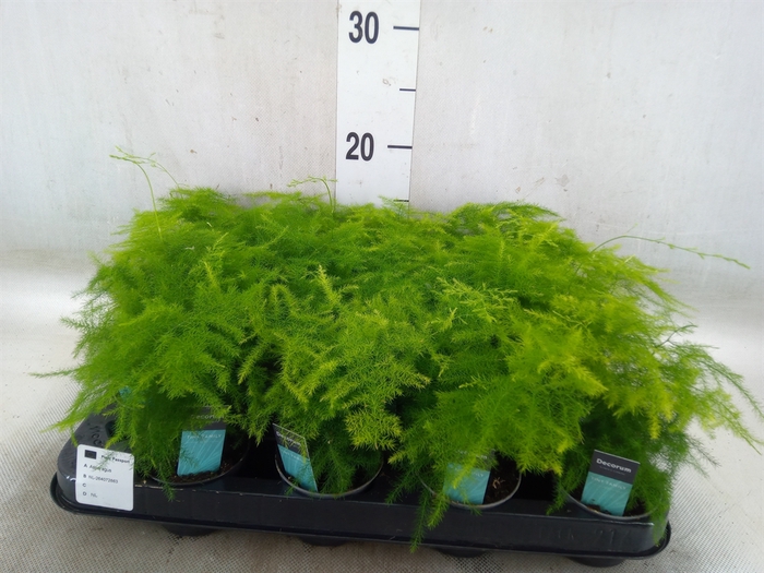 <h4>Asparagus setaceus</h4>