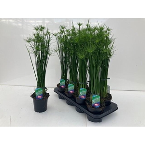Cyperus haspan