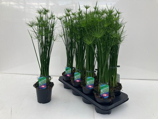 <h4>Cyperus haspan</h4>