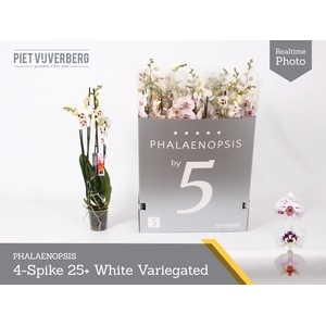 PHAL OV WIT