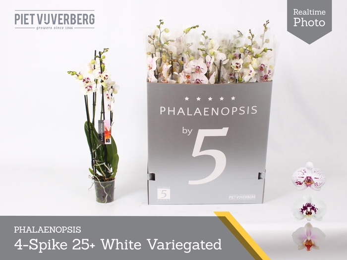 <h4>PHAL OV WIT</h4>
