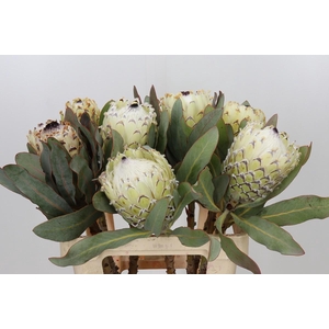 Protea Barbigera Ice Queen Air