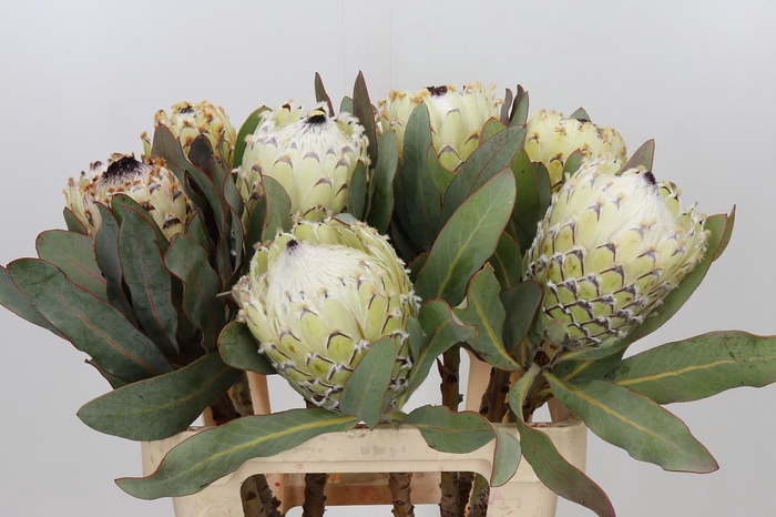 <h4>Protea Barbigera Ice Queen Air</h4>