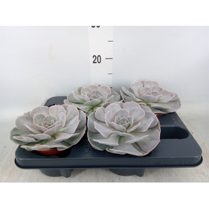 Echeveria  'Pollux'