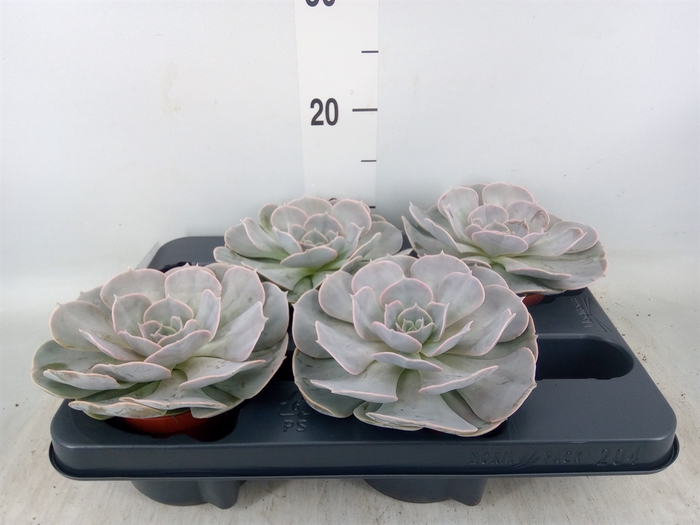 <h4>Echeveria  'Pollux'</h4>