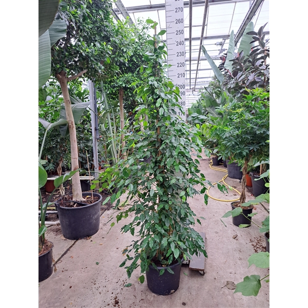 <h4>Ficus exotica piramide 240</h4>