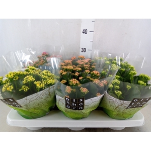 Kalanchoe blos.   ..rosebud mix  4