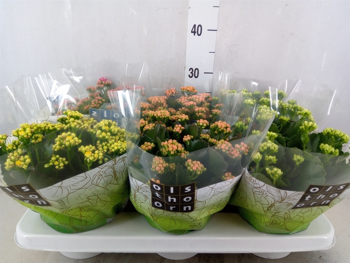 <h4>Kalanchoe blos.   ..rosebud mix  4</h4>