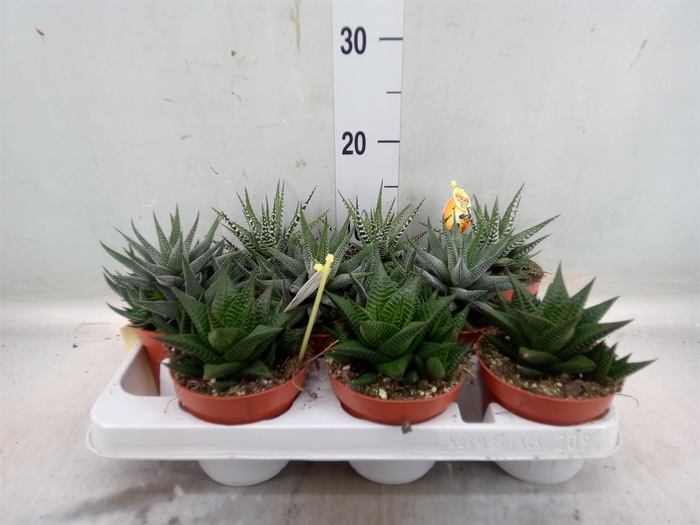 <h4>Haworthia   ...mix</h4>