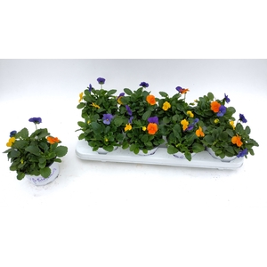 VIO TRICOLOR