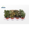 Crassula Mix