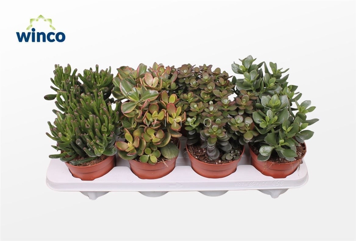 Crassula Mix