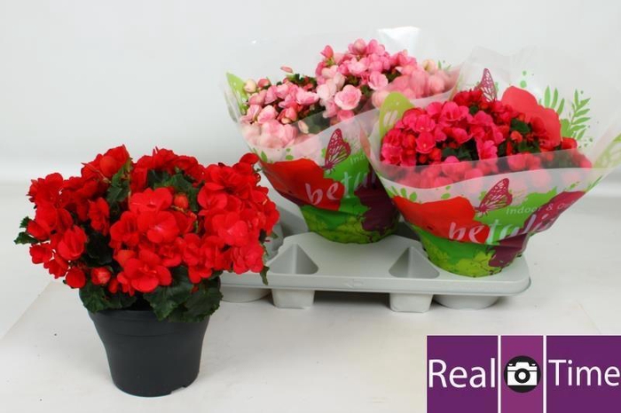 <h4>BEG EN BETULIA GEM</h4>