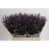 Limonium ov Safora Dark Blue