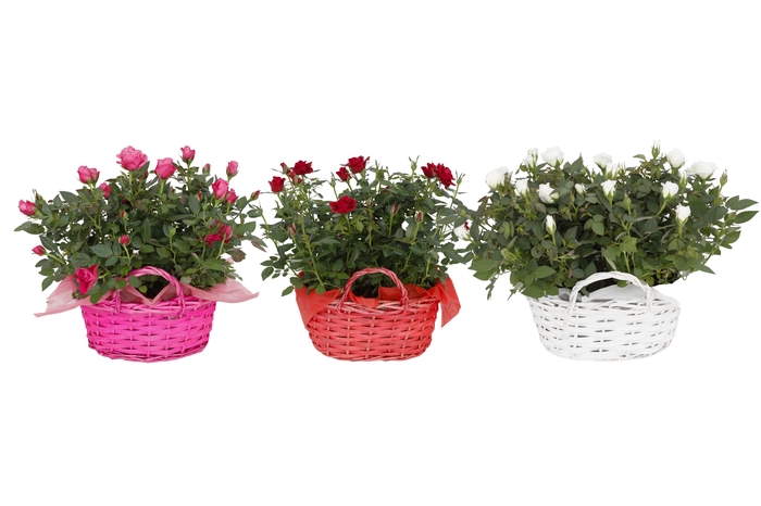 <h4>RO KORDANA GEM</h4>