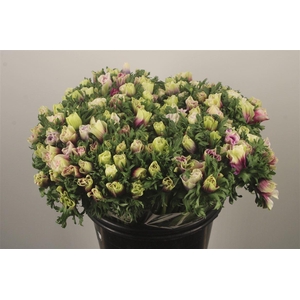 Anemone Fr. Rainbow Happy