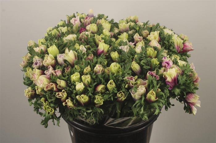 <h4>Anemone Fr. Rainbow Happy</h4>