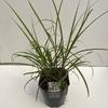 Miscanthus 'Ferner Osten' P23 (5ltr)