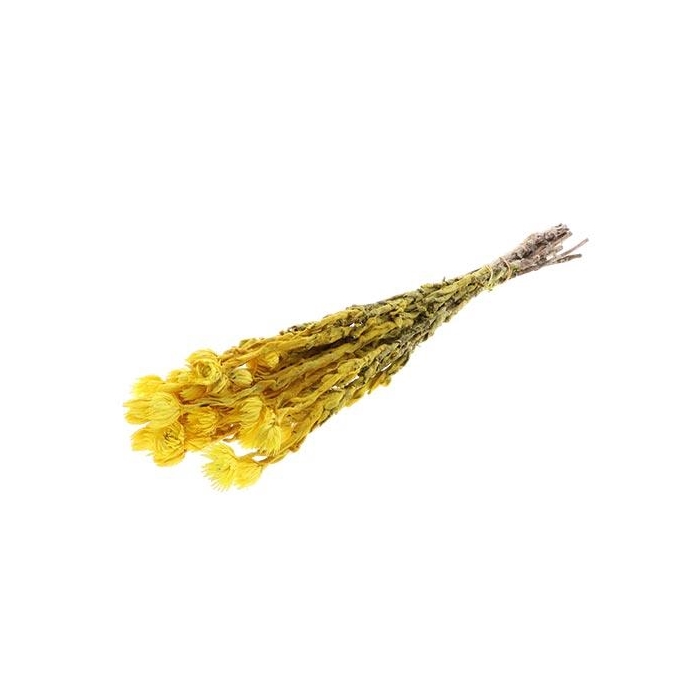 <h4>Bunch Capblumen L40</h4>