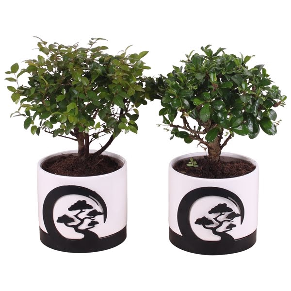 Bonsai Indoor Mix 12cm Ball Shape in 13cm Ceramic + Zen Circle