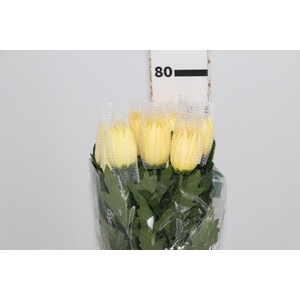 ANASTASIA SUNNY 080 CM AMARELO