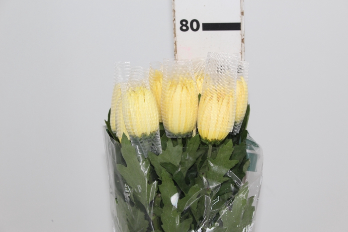 <h4>ANASTASIA SUNNY 080 CM AMARELO</h4>