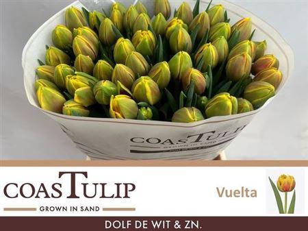 <h4>Tu [coas] Du Vuelta</h4>