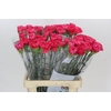 Dianthus St Lamoira