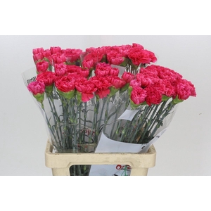 Dianthus St Lamoira