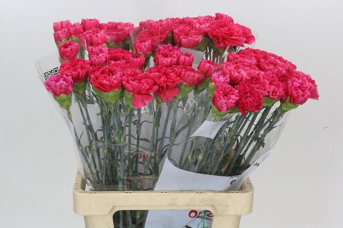 Dianthus St Lamoira