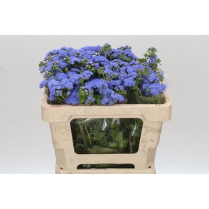 Ageratum Blue Planet