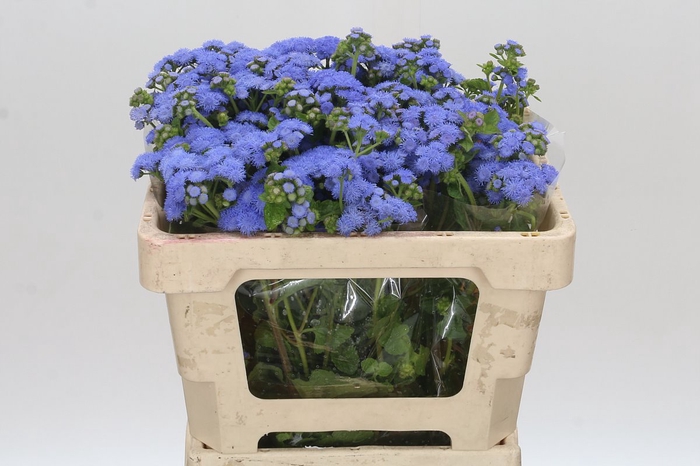 <h4>Ageratum Blue Planet</h4>