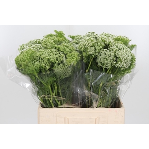 Ammi Visnaga