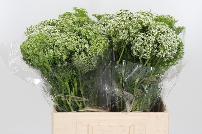 <h4>Ammi Visnaga</h4>