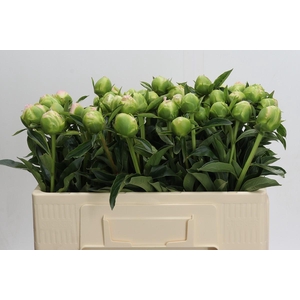 Paeonia lactiflora 'Miss America'